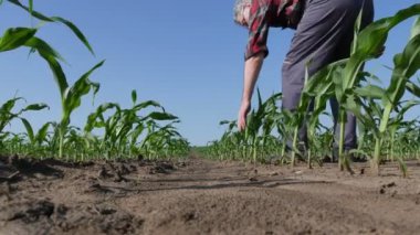 Çiftçi veya ziraatçı yürüyüş ve tarlada mısır bitkilerinin kalitesinin incelenmesi, düşük açılı 4k tarımsal görüntüleri