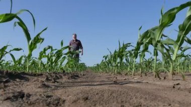 Çiftçi veya ziraatçı yürüyüş ve tarlada mısır bitkilerinin kalitesinin incelenmesi, düşük açılı 4k tarımsal görüntüleri