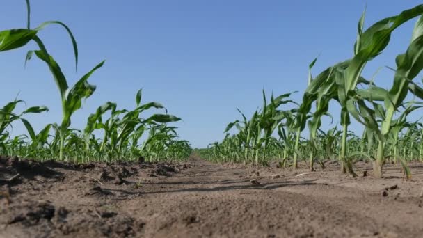 一排排年轻的绿色玉米植物在田间低角度 农业在春天 — 图库视频影像