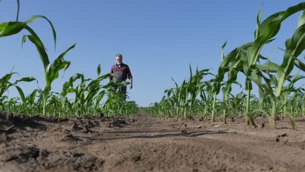 农民或农艺师步行和检查玉米植物在田间质量 低角度4K农业镜头 — 图库视频影像