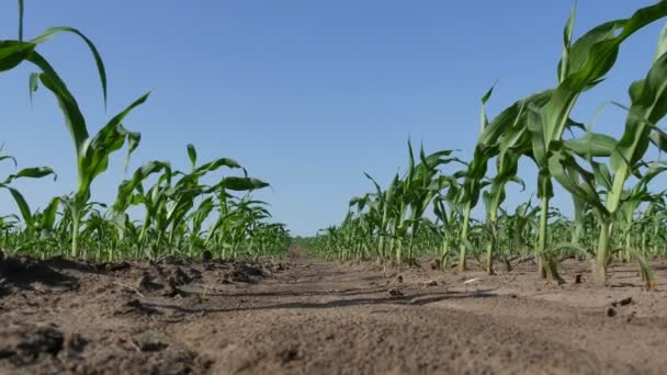 Rangées Jeunes Plants Maïs Vert Dans Champ Zoom Angle Bas — Video