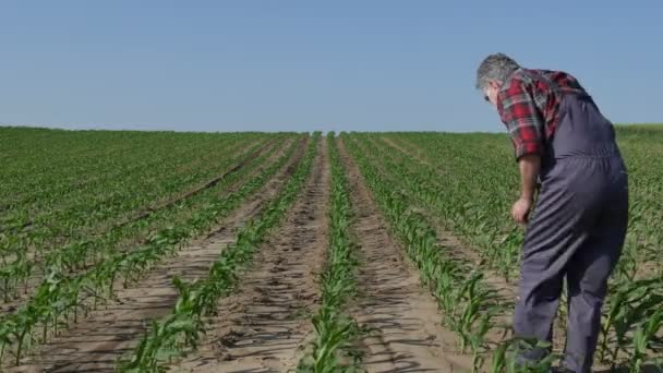 Mezőgazdasági Termelő Vagy Agronómus Ellenőrzi Kukoricanövények Minőségét Szántóföldön Mobiltelefonon Beszél — Stock videók
