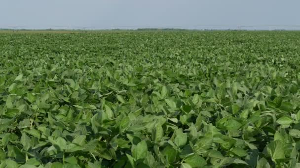 Agriculture Green Cultivated Soy Bean Field Late Spring Early Summer — Stock Video
