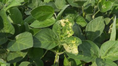 Soya fasulyesi bitkisi de Septoria mantar hastalığı alanında yaprakları, 4k görüntüleri