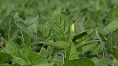 Soya fasulyesi bitkisi de Septoria mantar hastalığı alanında yaprakları, 4k görüntüleri