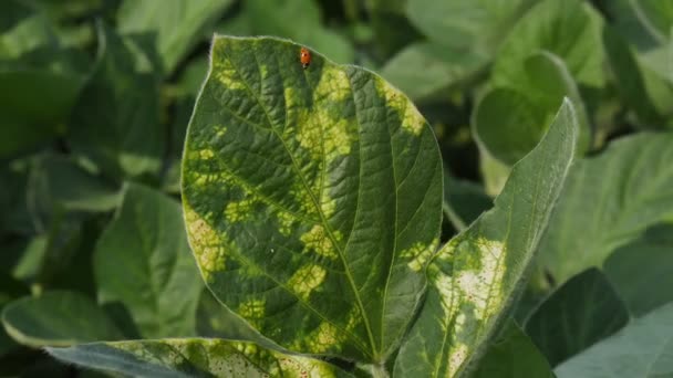 Lady Bug Che Cammina Sulla Foglia Soia Con Malattia Del — Video Stock