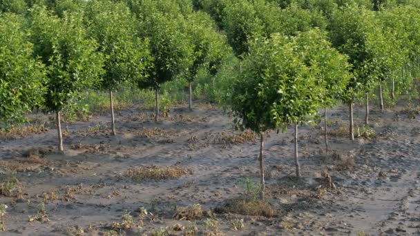 Cerisiers Dans Verger Dans Boue Après Inondation Séquences Agricoles Printemps — Video