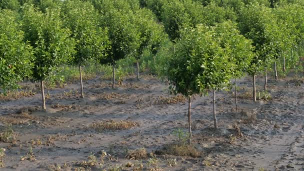 Cerezos Huerto Barro Después Inundación Imágenes Agrícolas Primavera — Vídeo de stock