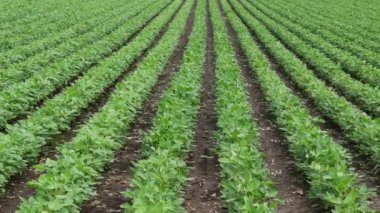Yeşil ekili soya bitkilerinin ilkbaharda tarım videosu