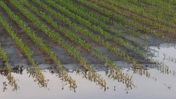 Vidéo Panoramique Jeunes Plants Maïs Vert Dans Boue Eau Dégâts — Video