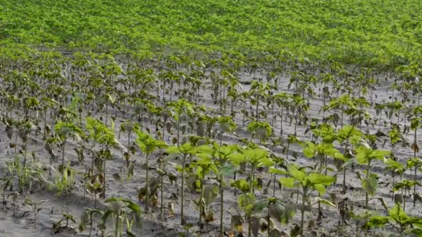 Fileiras Plantas Jovens Girassol Verde Lama Água Campo Danificado Inundação — Vídeo de Stock