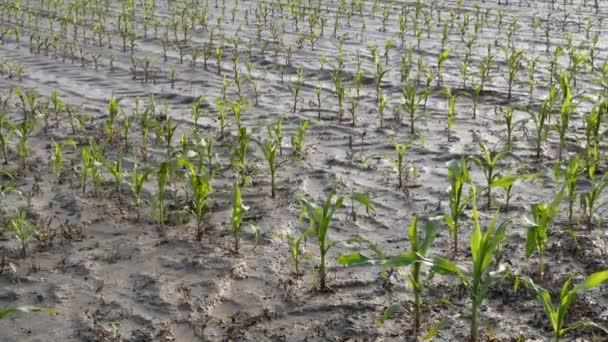 Zoom Fora Vídeo Plantas Jovens Milho Verde Lama Água Campo — Vídeo de Stock