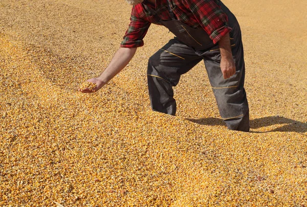Фермер и кукуруза — стоковое фото