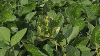 Soya fasulyesi bitkisi alanında yaprakları septoria mantar hastalığı viddeo zoom