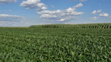 Yeşil ekili soya fasulyesi tarlası ilkbahar veya yaz aylarında mavi gökyüzü ve bulutlar ve arka planda mısır tarlası ile