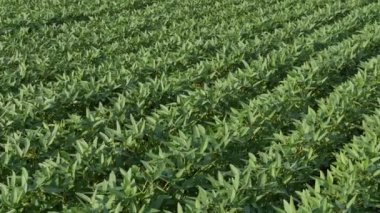 Geç ilkbahar veya erken yaz aylarında yeşil ekili soya tarlapanning video, çapraz pan 4k görüntüleri