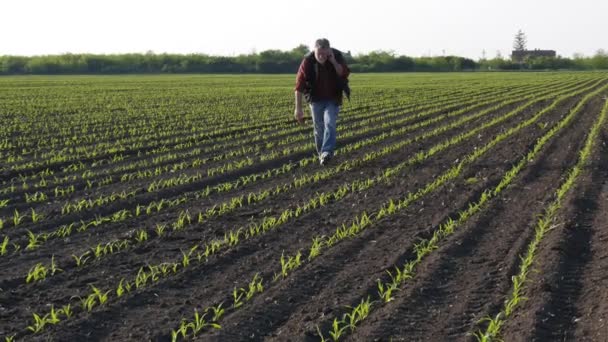 缩小农民或农艺师检查田间玉米植物质量的视频 并用手机通话 — 图库视频影像