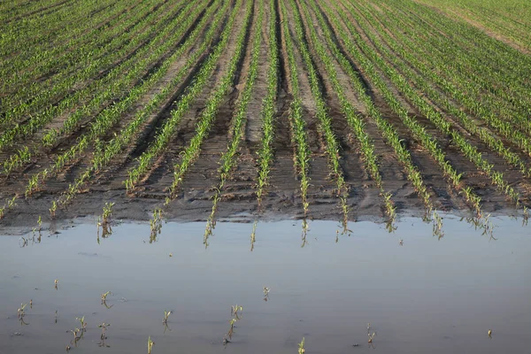 Agrarszene, junges Maisfeld nach der Flut — Stockfoto