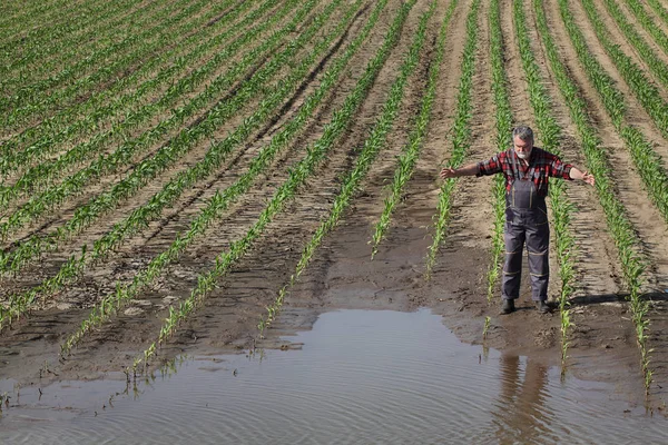 Landwirtschaftsszene, Bauer im Maisfeld nach der Flut — Stockfoto