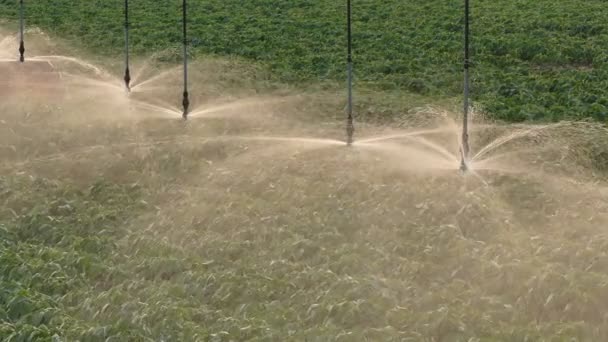 Zooma Video Sojabönor Fält Med Bevattningssystem För Vattenförsörjning Solnedgången Jordbruks — Stockvideo