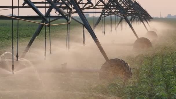 Zoom Video Campo Soja Con Sistema Riego Para Suministro Agua — Vídeos de Stock