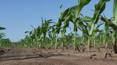Alan düşük açı genç yeşil mısır bitkileri Satırlar, ilkbaharda tarım, 4k görüntüleri