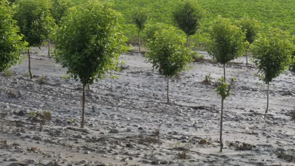ヒマワリ畑を背景に洪水後の泥の果樹園の桜 — ストック動画