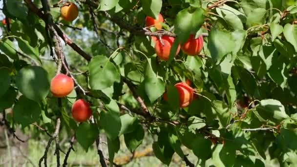 Fruta Albaricoque Rama Árbol Huerto — Vídeo de stock