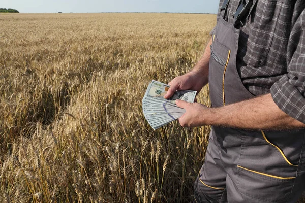 Фермер на пшеничном поле с деньгами в руках — стоковое фото