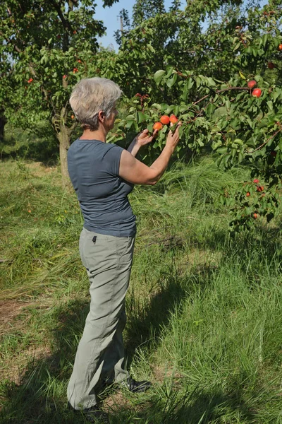Bauer pflückt Aprikosenfrüchte im Obstgarten — Stockfoto