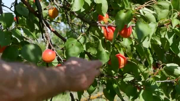 Agricoltore Mano Raccogliendo Frutta Albicocca Albero Nel Frutteto Primo Piano — Video Stock