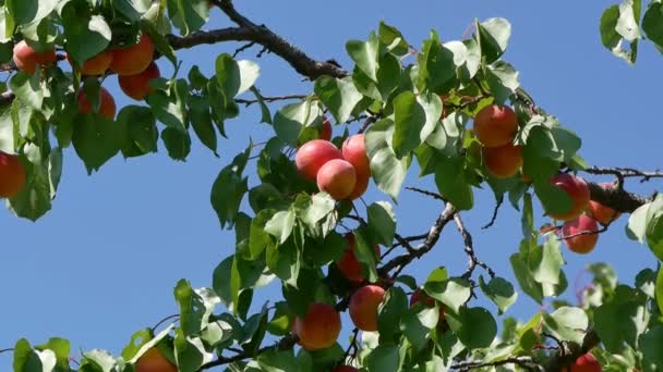 Плоды Абрикоса Ветке Дерева Саду Ясным Голубым Небом Заднем Плане — стоковое видео