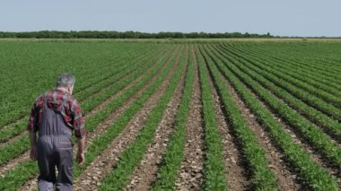 Çiftçi veya tarımsal alanda soya bitkisi inceleyerek, 4k tarım video