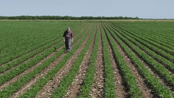 Agricultor Agrónomo Examinando Planta Soja Campo Video Agrícola — Vídeos de Stock