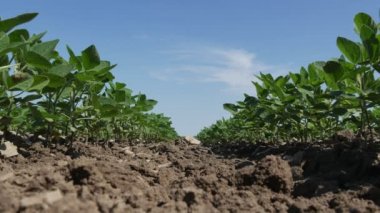 Tarım, tarlada yetiştirilen yeşil soya bitkileri, bahar sonu ya da yaz başında