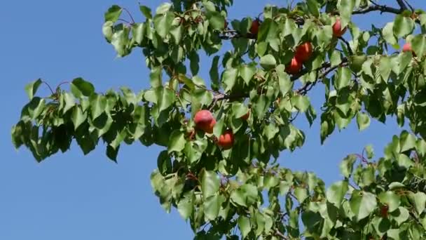 Apricot Fruits Tree Branch Orchard Clear Blue Sky Background — Stock Video