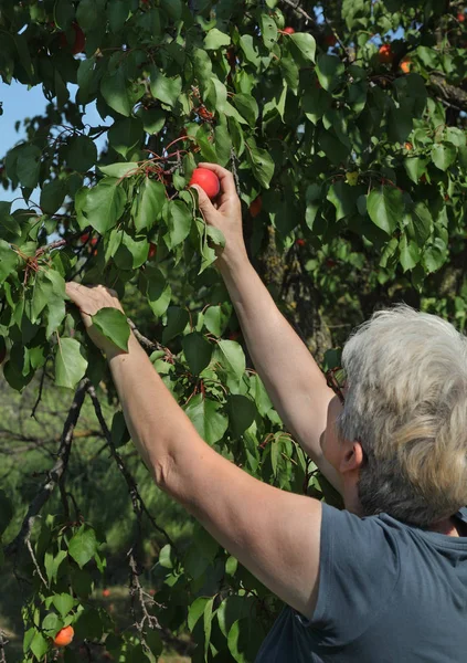 Agricultor recogiendo fruta de albaricoque en huerto —  Fotos de Stock