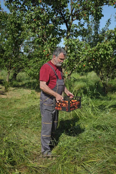 Fermier tenant une caisse avec des abricots dans le verger — Photo