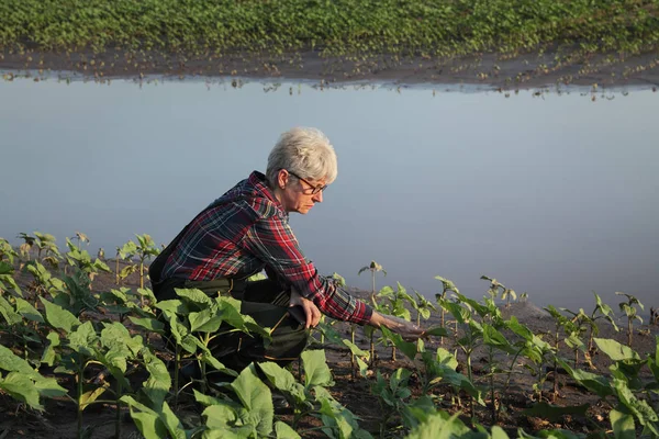 Zemědělská scéna, farmář ve slunečnicovém poli po povodni — Stock fotografie