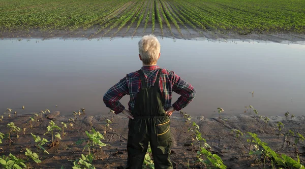 Cena agrícola, agricultor no campo de girassol após a inundação — Fotografia de Stock