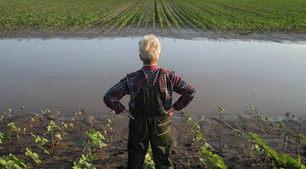 Scena agricola, agricoltore nel campo di girasole dopo l'alluvione — Foto Stock