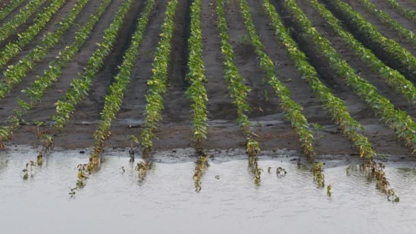 Rijen Van Jonge Groene Zonnebloem Planten Modder Water Veld Beschadigd — Stockvideo