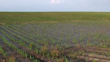 Çamur genç yeşil mısır bitkileri video zoom, sel sonra hasarlı alan