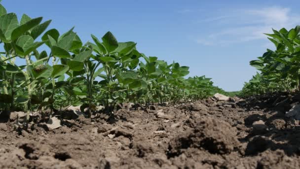 Agricoltura Piante Soia Coltivate Verdi Campo Basso Angolo Tarda Primavera — Video Stock