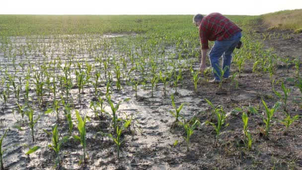 Agricoltore Piedi Esaminando Giovani Piante Mais Verde Nel Fango Dopo — Video Stock