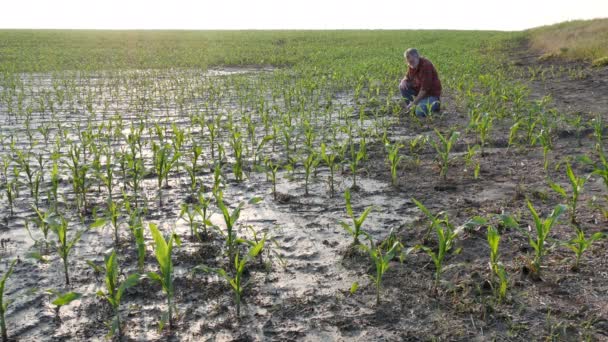 Agricultor Examinando Jóvenes Plantas Maíz Verde Barro Después Inundación Escribiendo — Vídeo de stock