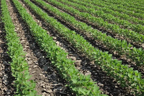 Agricultura, planta de soja en el campo —  Fotos de Stock