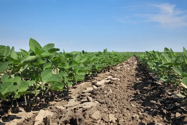 Landwirtschaft, Sojabohnenpflanze im Feld — Stockfoto