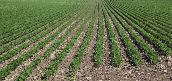 Agricoltura, pianta di soia in campo — Foto Stock