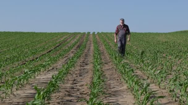 Zoom Videó Mezőgazdasági Termelő Vagy Agronómus Gyalogos Ellenőrzése Minőségét Kukorica — Stock videók